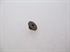 Picture of NUT, OIL RLSE BUTTON SHT, U