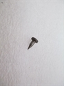 Picture of POINTER, IGNITION TIMING